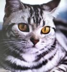 Didier FAES - DIDIER FAES